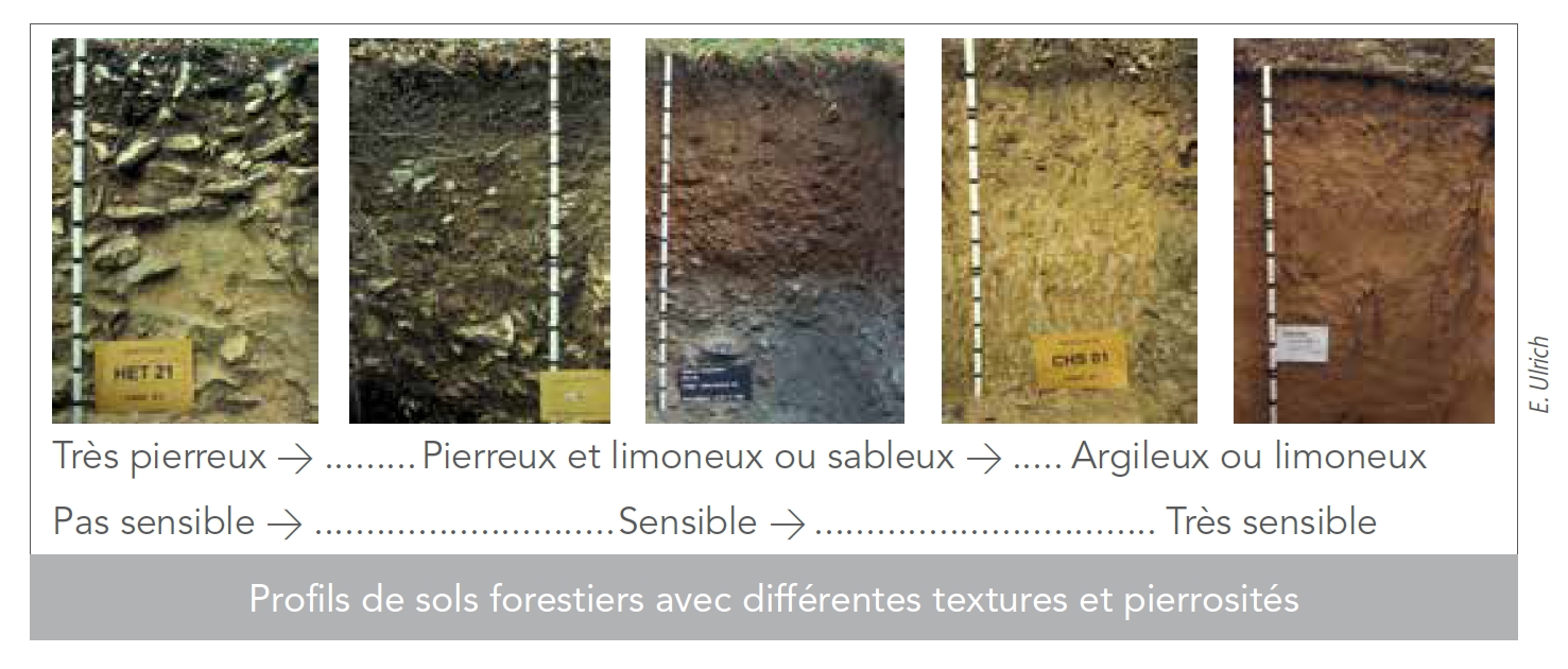 Profils de sols forestiers avec différentes textures et pierrosités