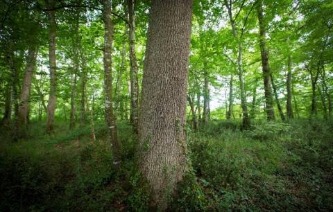 Révision des règles de gestion forestière durable PEFC - Consultation publique